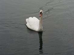 P2003A149748	A swan on Hinksey Lake.