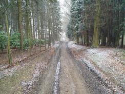 P20053054675	A track through woodland near Marston Lodge Farm.