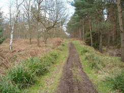 P20053134951	The track through Broxbourne Wood.