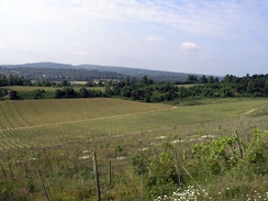 The view from the track through Denbies vineyard.
