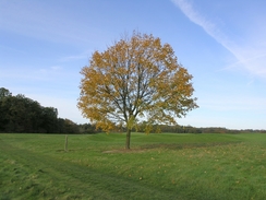 A tree on the golf course around Brocket Hall.