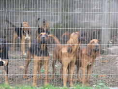 P2007A259758	Bloodhounds at Park Farm.