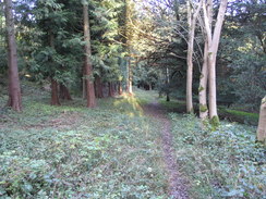 P2007A309861	The path through Doles Copse on Wallop Hill Down.