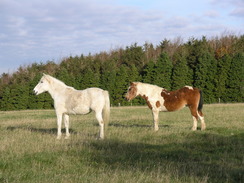 P2007B161306	Horses on White Sheet Hill.