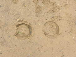 P20085034499	Horsehose imprints on the beach.