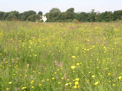 P20086094902	A meadow in Bedhampton.