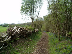 P20105110140	The path through Kingcombe Coppice.