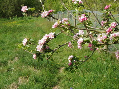 P20105130088	Blossom on a tree.
