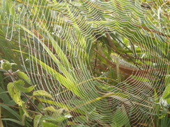 P20109130048	A spider's web.