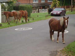 P20109130056	Ponies on the road in Woodgreen.