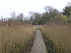 P20113283844	The path through the reed beds near Wilford Bridge.