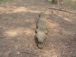 P20113293982	A carved crocodile.