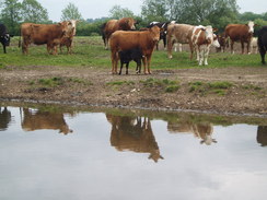 P20115160199	Cows at Abbey Warren Farm.