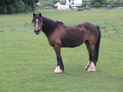 P20115185806	A horse in a field.