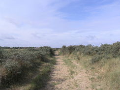 P20115235896	Heading northeastwards across the dunes from Old Hunstanton.