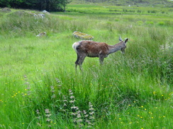 P2011DSC00614	A deer at the Kings House Hotel.