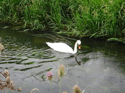 P2011DSC01398	A swan in the Back Dike.