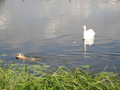 P2011DSC01943	A swan and dog.