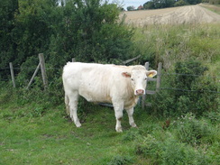 P2011DSC03130	A cow guarding a stile.