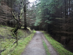 P2011DSC03898	The path leading down through Clunabeg Wood.