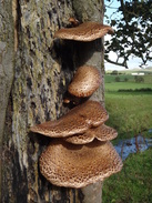 P2011DSC05350	Funghi on a tree.