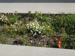 P2012DSC01431	Flowers in the middle of the Busway.