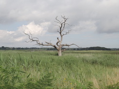 P2012DSC02110	A dead tree on the marshes near Iken.