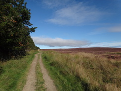 P2012DSC02885	The path across Great Ayton Moor.