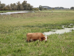 P2012DSC03702	A cow on the marshes.
