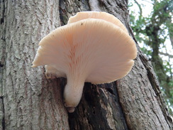 P2012DSC03951	A fungus on a tree.
