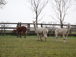 P2012DSC04255	Llamas in a field.