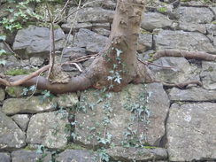 P2013DSC05130	A tree growing out of a retaining wall in Matlock.
