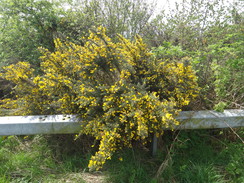 P2018DSC00139	Flowering gorse by the bridge over the A14.