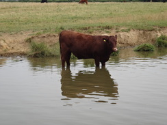 P2018DSC02267	A cow in the canal near Williamscot.
