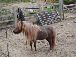 P2018DSC02700	A Shetland Pony at Upton Hall Farm.