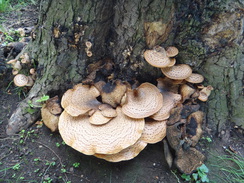 P2018DSC04750	Fungi on a tree near Mickleton Hills Farm.