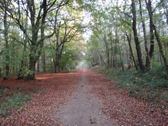 P2018DSC05721	A path through Nomanshill Wood.
