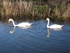 P2018DSC06726	Swans on the river.