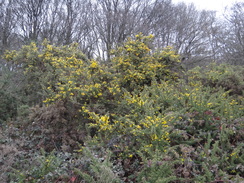 P2019DSC07324	Gorse in Hainault Forest Country Park.