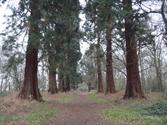 P2019DSC07351	Giant redwoods in Havering Country Park.