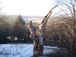 P2019DSC07960	The stump of the Wilberforce Oak.