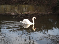 P2019DSC08218	A swan on the canal.